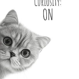 Chat cool en mode curiosité sur Melanie Viola