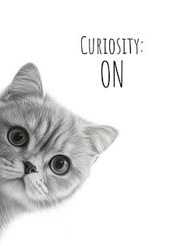 Chat cool en mode curiosité