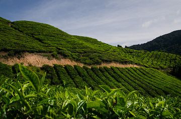 Rollende heuvel van een Maleisissche theeplantage van Evelien Captein