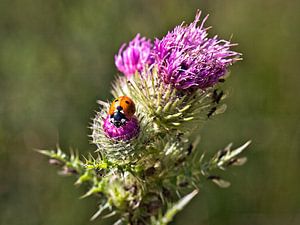 Coccinelle sur Rob Boon