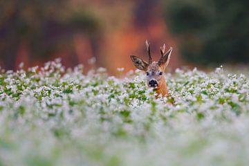 roe deer buck by Pim Leijen
