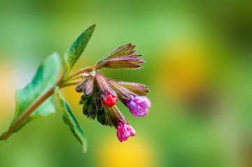 Purper Longkruid Bloem van Mario Plechaty Photography