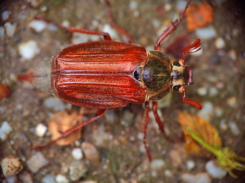 Maybug