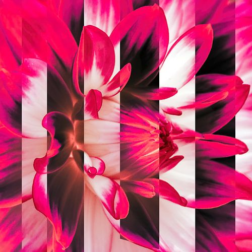 bloem in kleur of zwartwit met bloem?