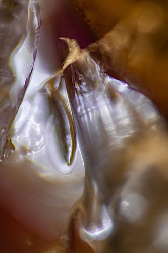 Paradijsvogel | Goud en Roze | Abstracte Foto