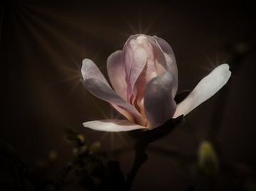 Magnolia stellata van Pictures by Van Haestregt