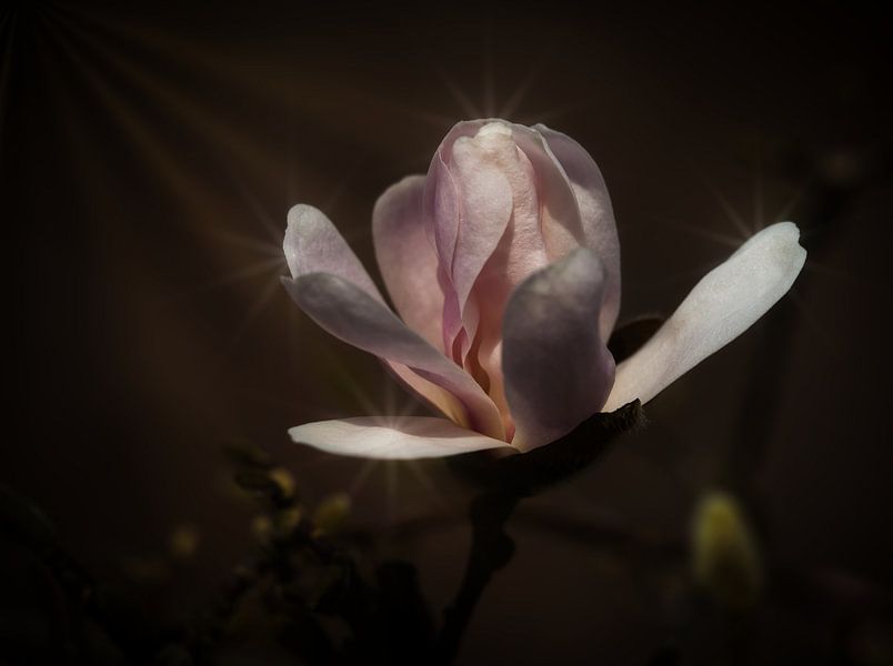Magnolia stellata von Pictures by Van Haestregt
