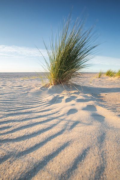 Summer Day by Melissa Goedbloed