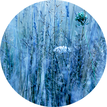 Bloemetjes, veldbloemen, planten, bermen, graan