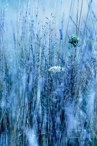 Bloemetjes, veldbloemen, planten, bermen, graan