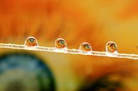 Looking up by Kvinne Fotografie thumbnail