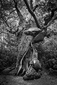 Der alte Baum