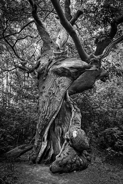 Der alte Baum von Rob Boon