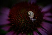 Snail in its own environment