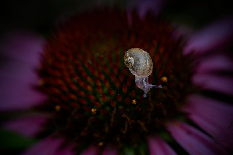Snail in its own environment by Monique Visser