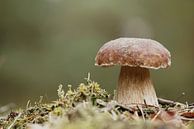 Porcini paddestoel in het bos op een mooie dag in de herfst van Heiko Kueverling thumbnail