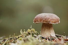 Steinpilz im Wald an einem schönen Tag im Herbst von Heiko Kueverling