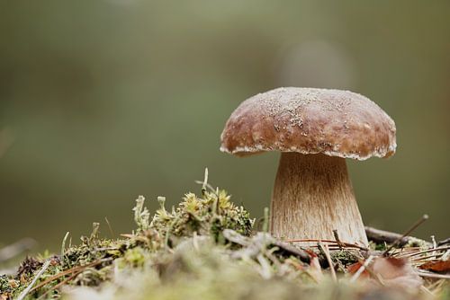 Porcini paddestoel in het bos op een mooie dag in de herfst