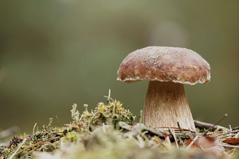 Porcini paddestoel in het bos op een mooie dag in de herfst van Heiko Kueverling