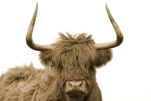 Schotse hooglander kop met grote horens sepia