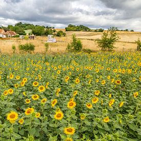 Tournesols 10 sur Ruud Peters