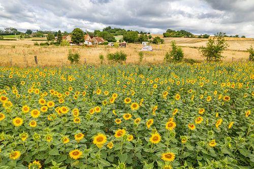 Zonnebloemen 10 van Ruud Peters