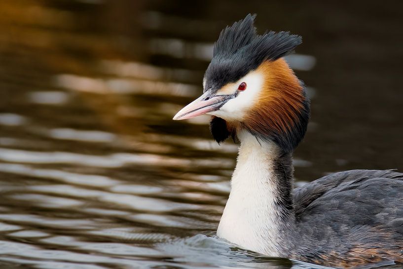 Grebe in spring sunlight by Eline Bouwman