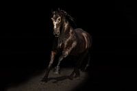 Friesian horse with gold leaf