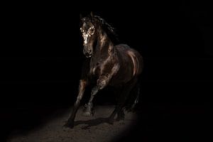 Cheval frison à la feuille d'or sur Kim van Beveren