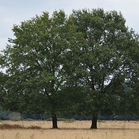 Bomen in de Brobbelbies sur richard de bruyn