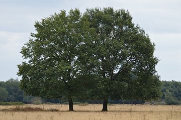 Bomen in de Brobbelbies by richard de bruyn