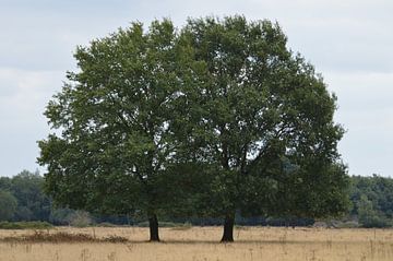 Bomen in de Brobbelbies sur richard de bruyn