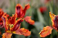 Abstrakte Tulpe von Renate Pit - du Pont Miniaturansicht