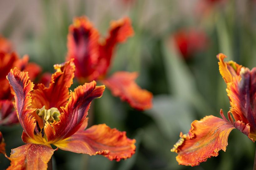 Abstrakte Tulpe von Renate Pit - du Pont
