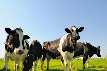 Herde Kühe auf der Wiese von Sjoerd van der Wal Fotografie