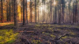 Forest landscape with low sun in autumn by eric van der eijk