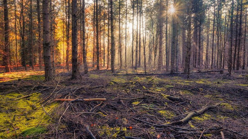 Boslandschap met laagstaande zon in de herfst van eric van der eijk
