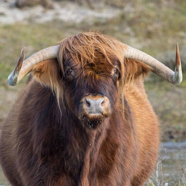 Ein Schtose Highlander in den Dünen von Menno Schaefer