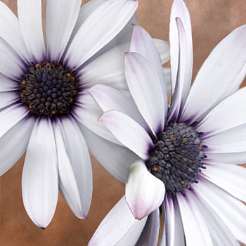 Fleur de marguerite espagnole au cœur clair