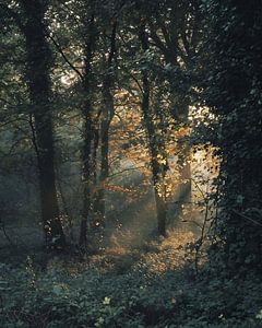 Romantisches Licht im Wald
