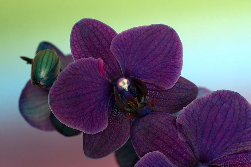 Nahaufnahme einer lila Orchidee vor einem regenbogenfarbenen Hintergrund von W J Kok