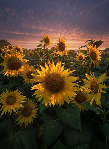"Adieu doré : coucher de soleil sur un champ de tournesols dans le Brandebourg" par Patrick Noack