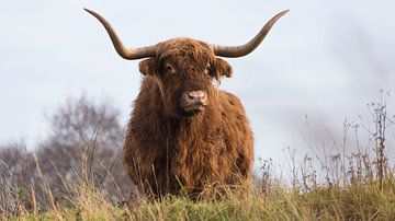 Schotse Hooglander kijkt in de verte van Ans Bastiaanssen