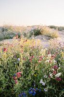 Ossentong Anchusa bloemveld met zonsondergang in Duinen aan Hollandse Kust