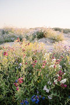 Ossentong Anchusa bloemveld met zonsondergang in Duinen aan Hollandse Kust van NANI IS MOOI