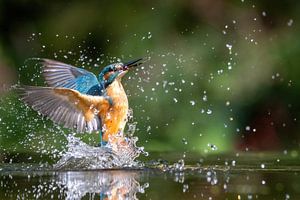 Eisvogel aus dem Wasser: Spektakulärer Fang