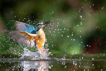 IJsvogel Uit Het Water: Spectaculaire Vangst
