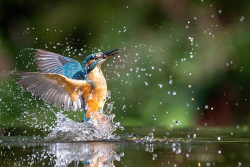 Eisvogel aus dem Wasser: Spektakulärer Fang von Thijs Schouten