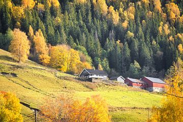 Autumn landscape with colourful trees and farmhouse on a sunny meadow in Norway. by Martin Köbsch