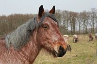 een portret van een bruin paard in een natuurlijk grasland